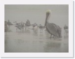 Birds sit out the massive fog at Siesta Key * 600 x 450 * (62KB)